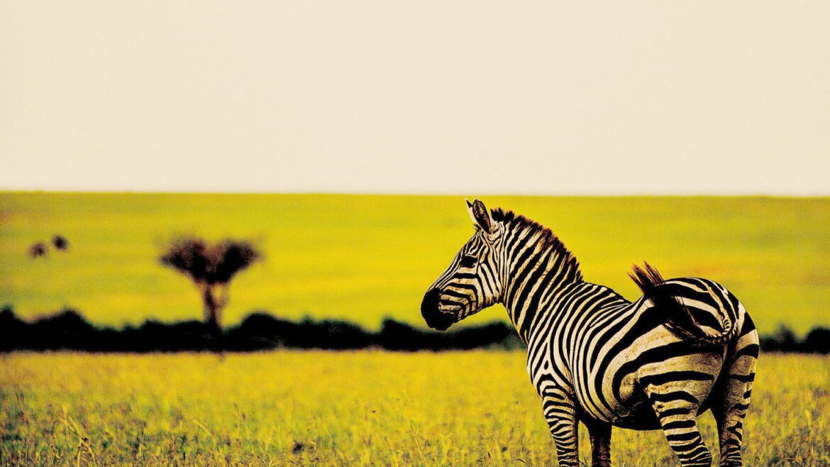 por que las Cebras tienen rayas por que las Cebras tienen -.