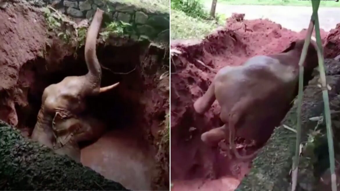 India - Mas de 12 horas duró rescate a un elefante caído en un pozo