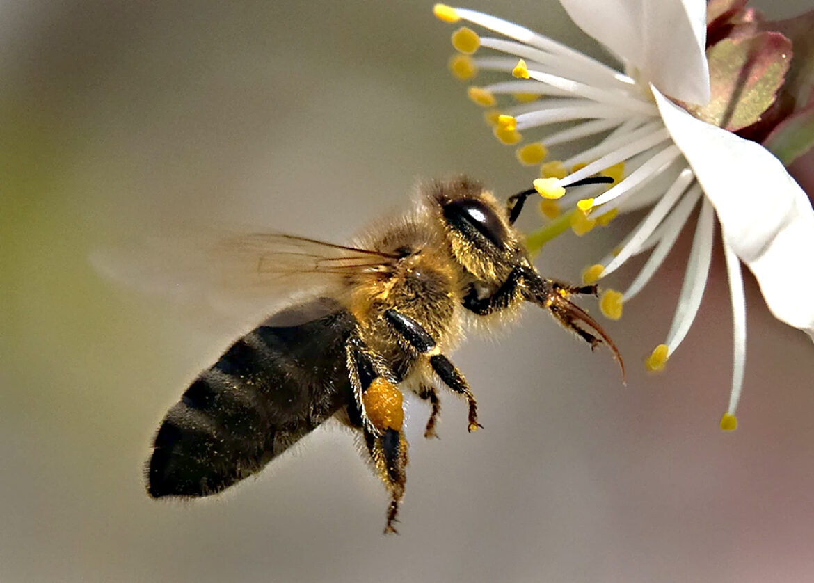 Veneno que fue vetado en Europa