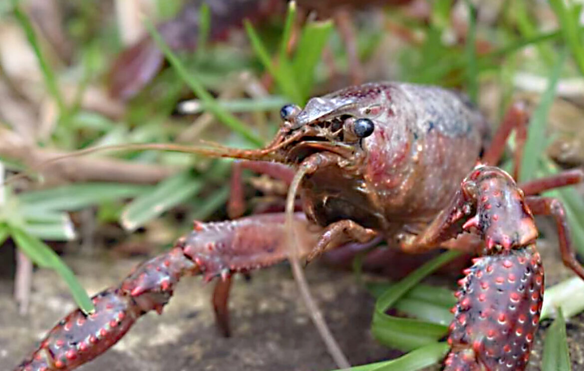 invasión de cangrejos rojos invasión de cangrejos
